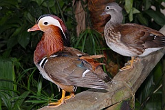 0726 Birdworld Kuranda